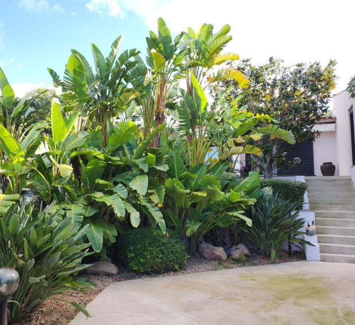 Entretien de jardins Ajaccio