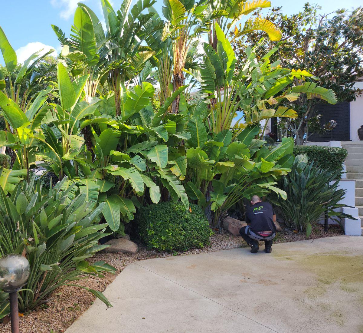 Entretien de jardins Ajaccio